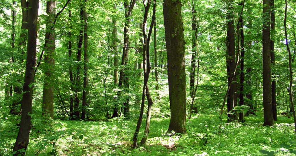 hutan